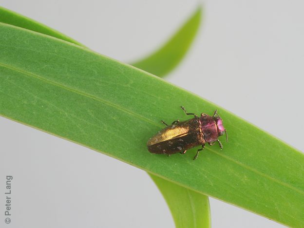 Diphucrania chalcophora, PL0416A, male, on Acacia retinodes, SL, 4.9 × 1.8 mm